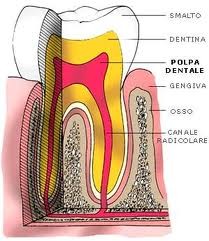 Endodonzia