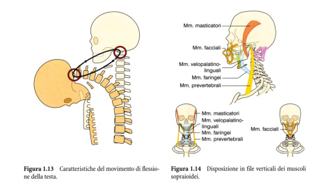 anatomia-odontoiatria-postura1